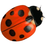 Marienkäfer Symbol